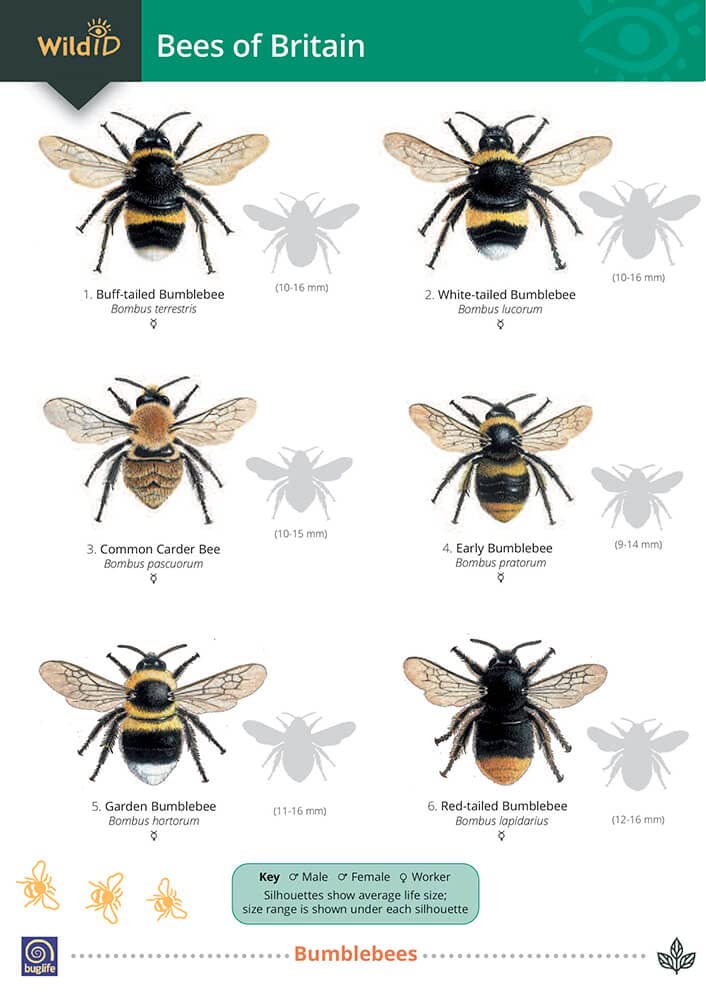 Field Studies Council Bees of Britain: Science Resource Booklet for Teachers (WildID) cover image