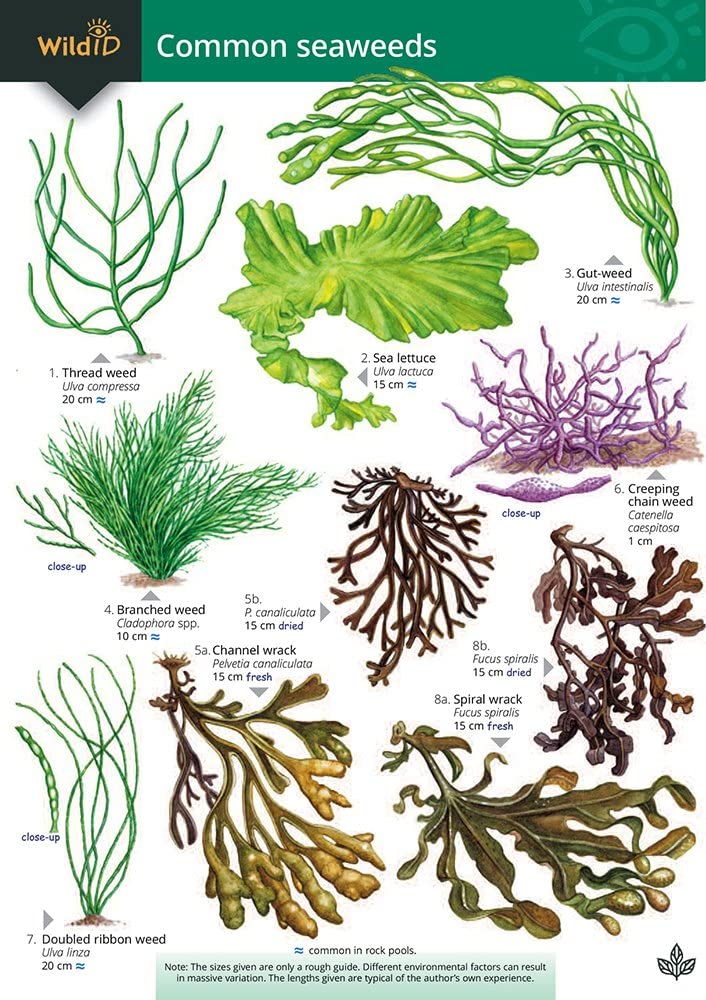 A Key to Common Seaweeds (Occasional Publications S.) cover image