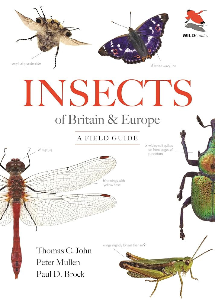 Insects of Britain and Europe: A Field Guide cover image