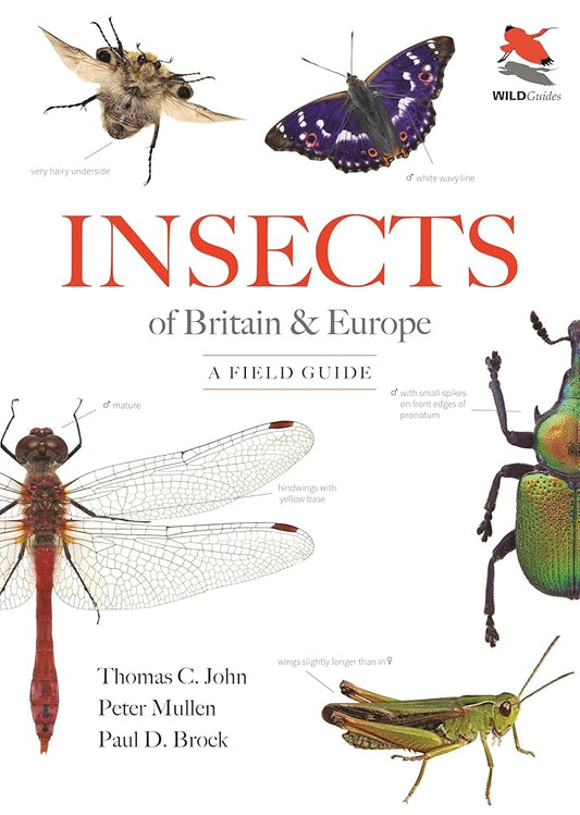Insects of Britain and Europe: A Field Guide cover image