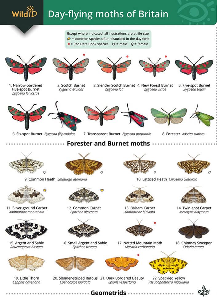 Guide to Ladybirds of the British Isles cover image