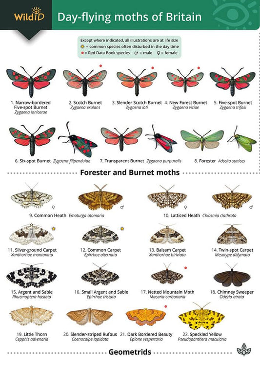 Guide to Ladybirds of the British Isles cover image