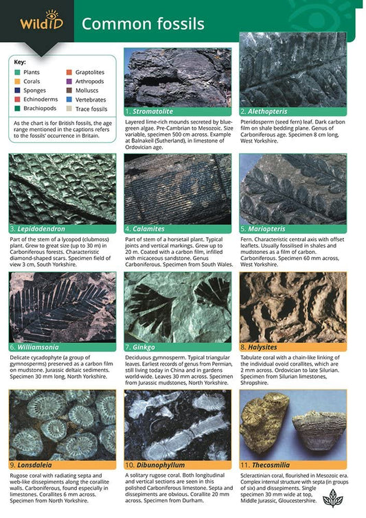 A Guide to Common Fossils cover image
