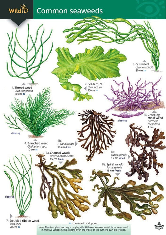 A Key to Common Seaweeds (Occasional Publications S.) cover image