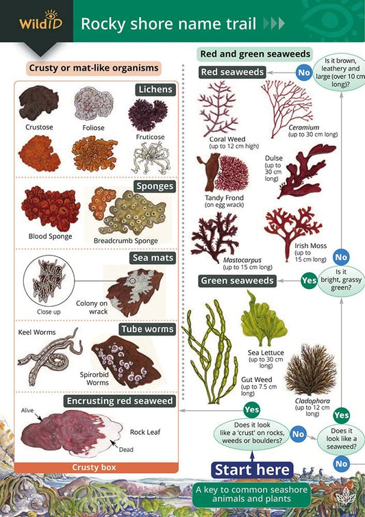 Rocky Shore Name Trail Chart cover image