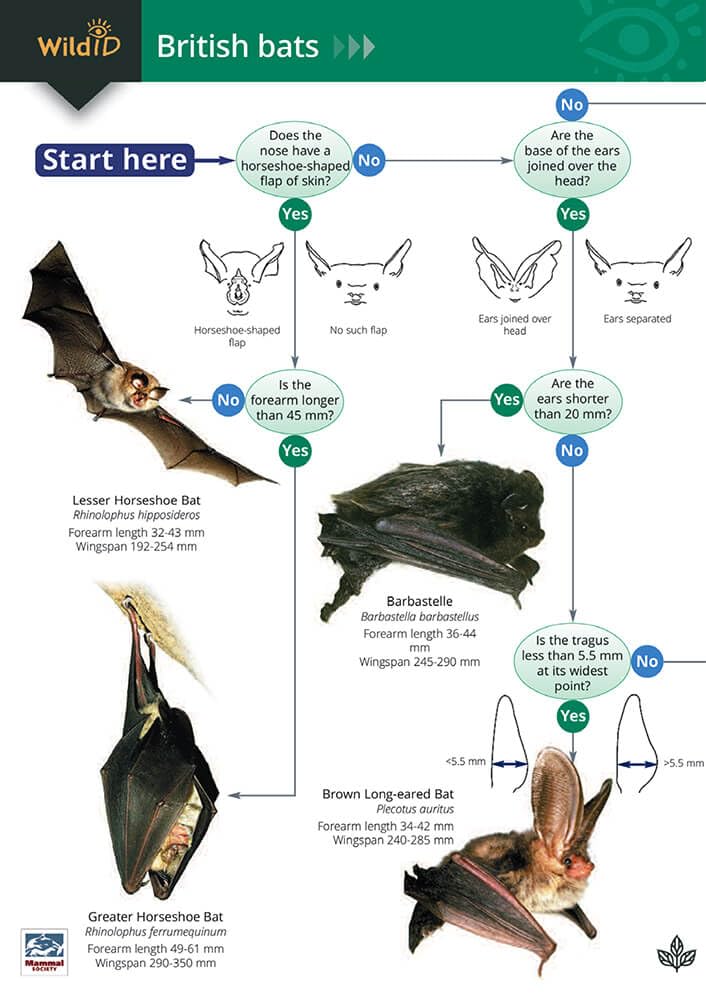 A Guide to British Bats cover image