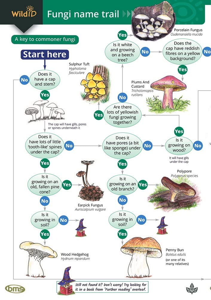 The Fungi Name Trail: Occasional Publication 80 cover image