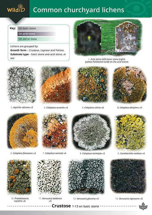 Guide to Common Churchyard Lichens cover image