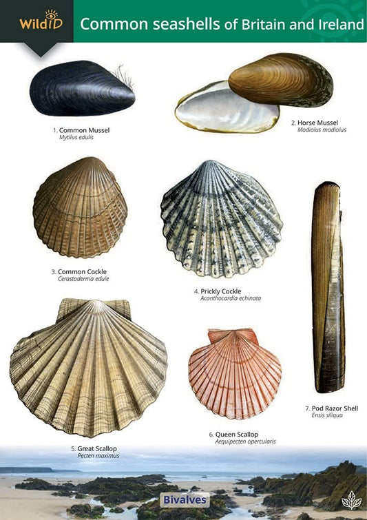 Guide to the Common Seashells of Britain and Ireland cover image