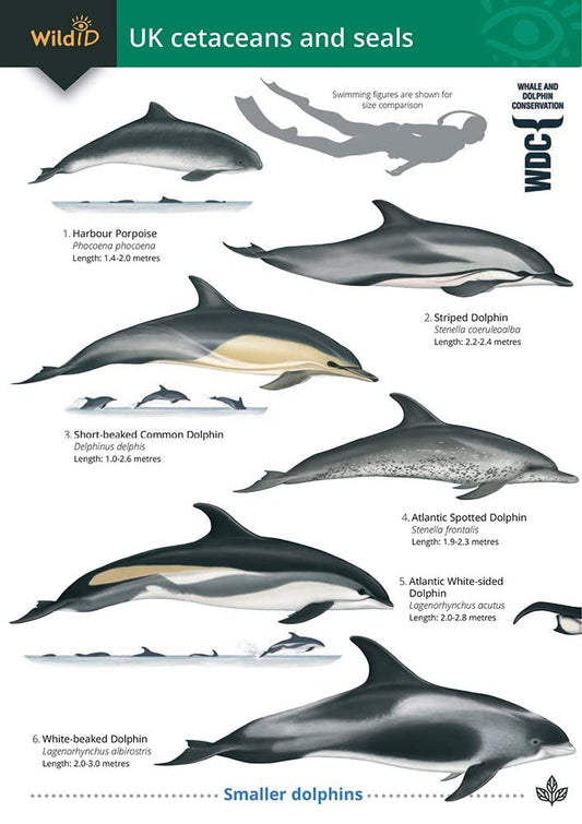 Guide to the UK Cetaceans and Seals cover image