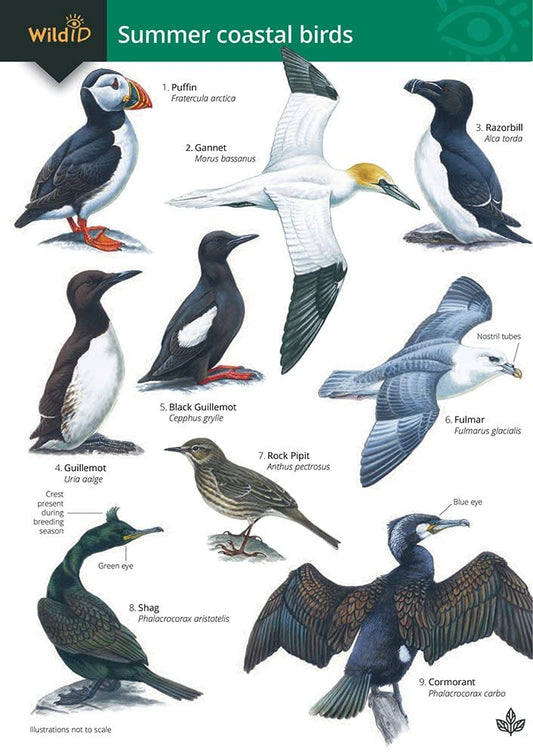 Guide to Summer Coastal Birds cover image