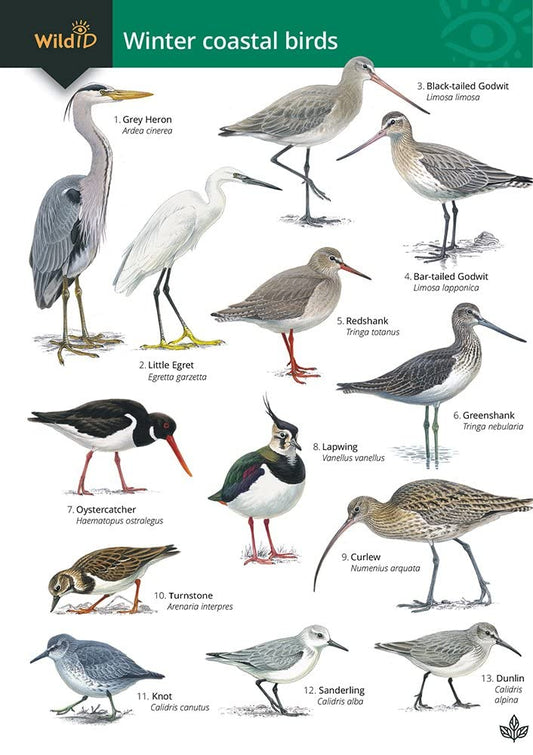 Guide to winter coastal birds: OP179 (FSC Fold-out chart) cover image