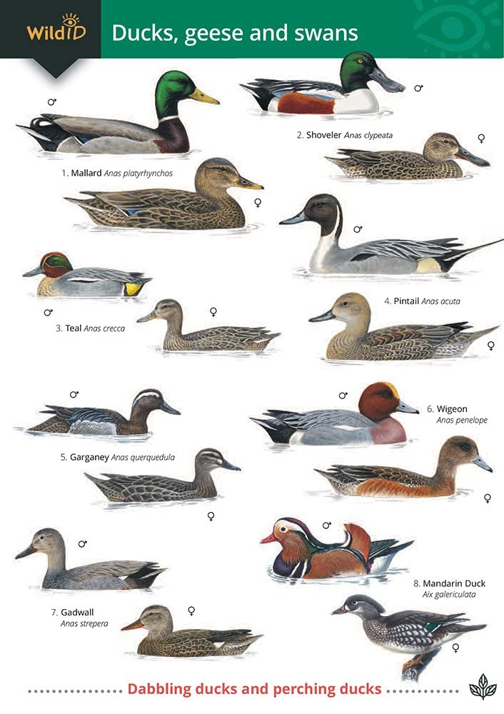 Ducks, Geese and Swans cover image