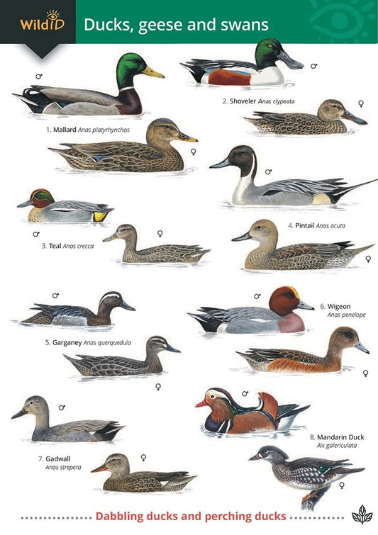 Ducks, Geese and Swans cover image