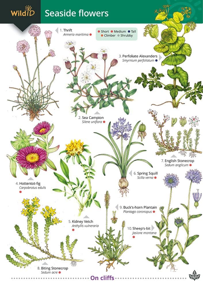 GUIDE TO SEASIDE FLOWERS cover image