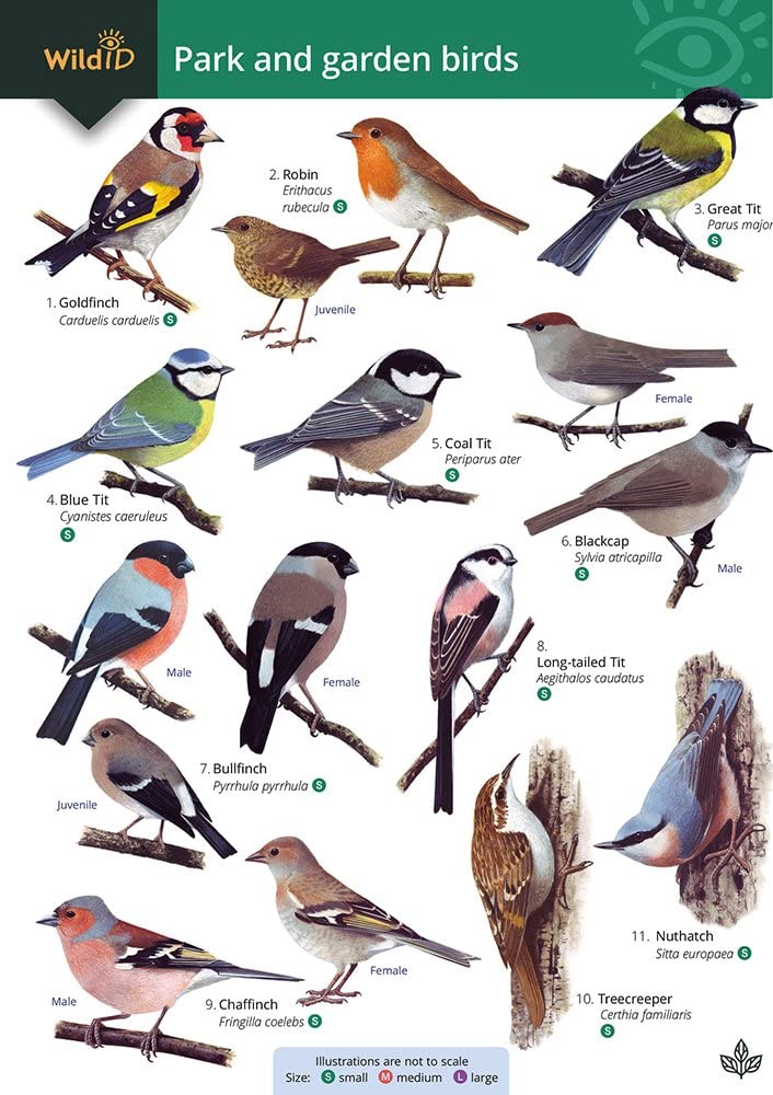 Park and garden birds cover image