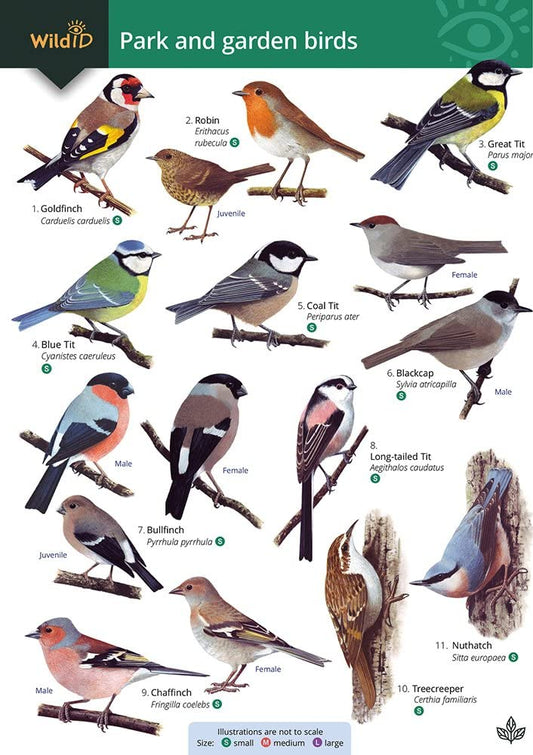 Park and garden birds cover image