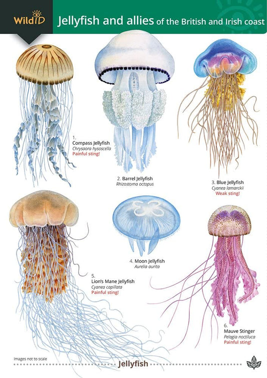 Field Studies Council Jellyfish and allies of the British and Irish Coast. cover image