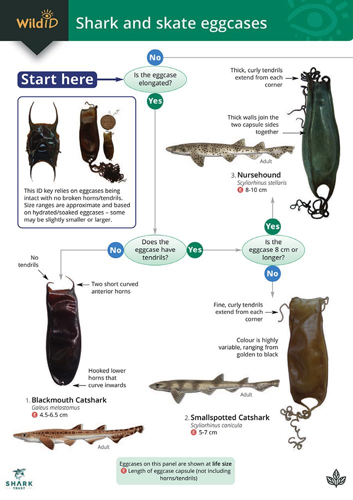 Shark and skate eggcases cover image
