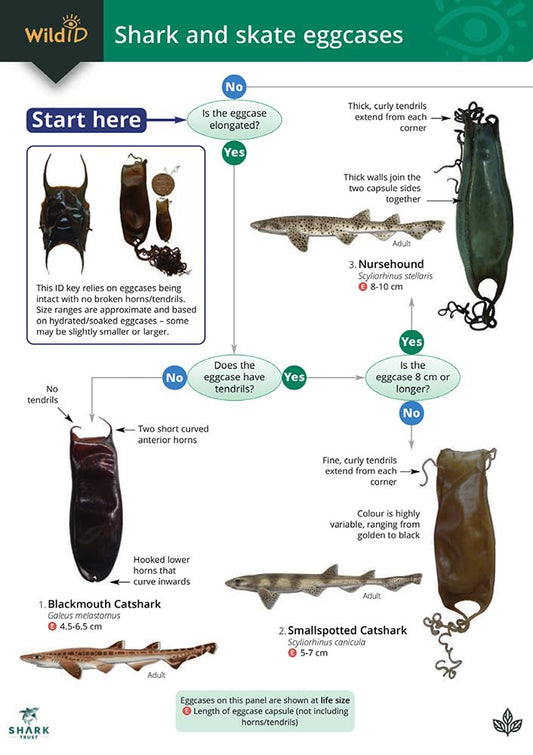 Shark and skate eggcases cover image