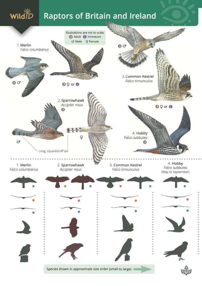 Raptors of Britain and Ireland cover image