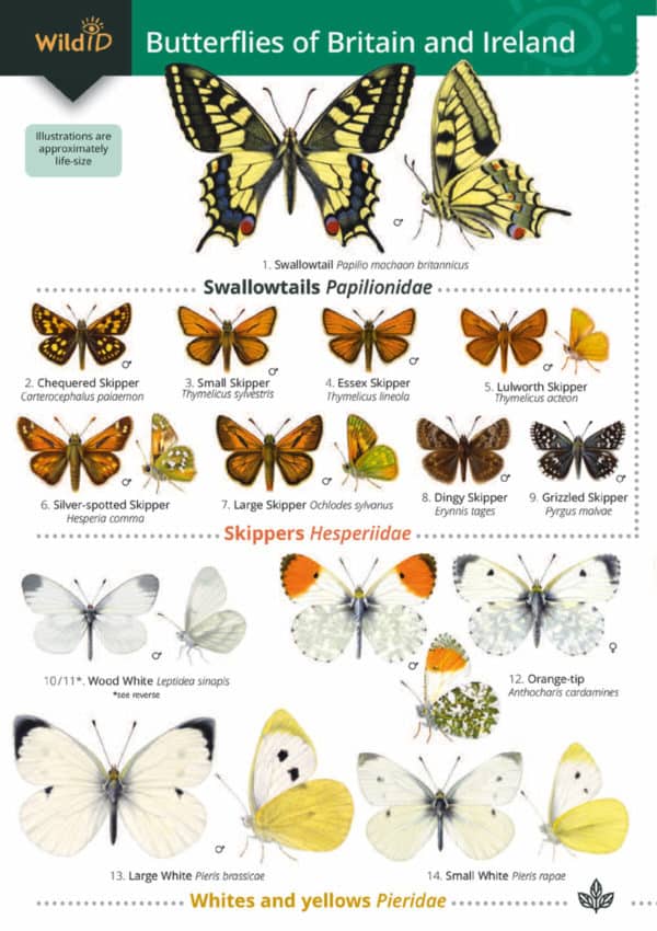 Guide to the Butterflies of Britain (Field Studies Council Occasional Publications)