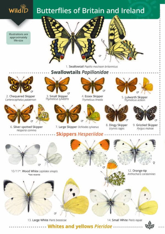 Guide to the Butterflies of Britain (Field Studies Council Occasional Publications)
